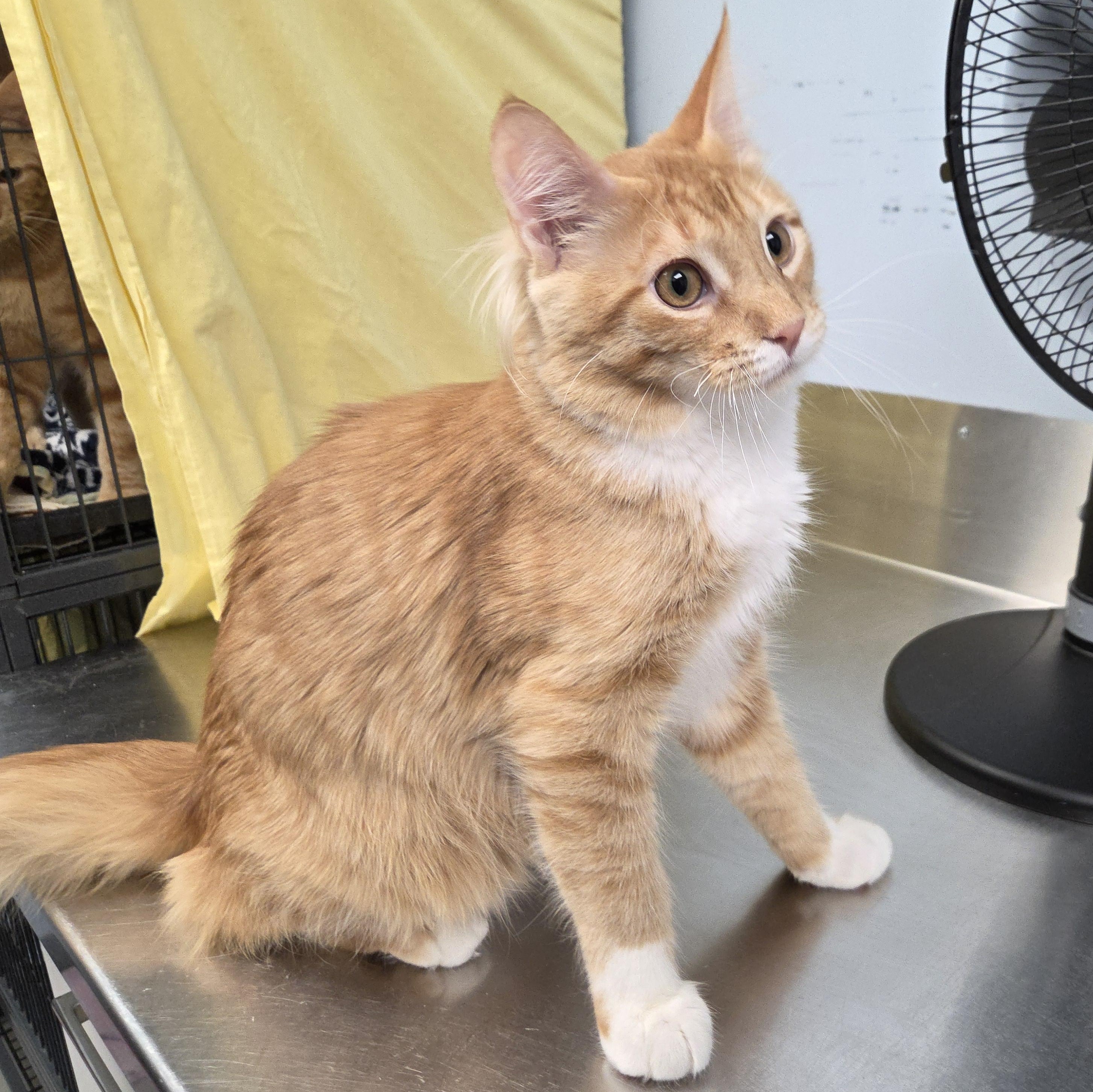 Enlarge Lucas, a Adoptable Domestic Short Hair in Brooks, AB image 2/2