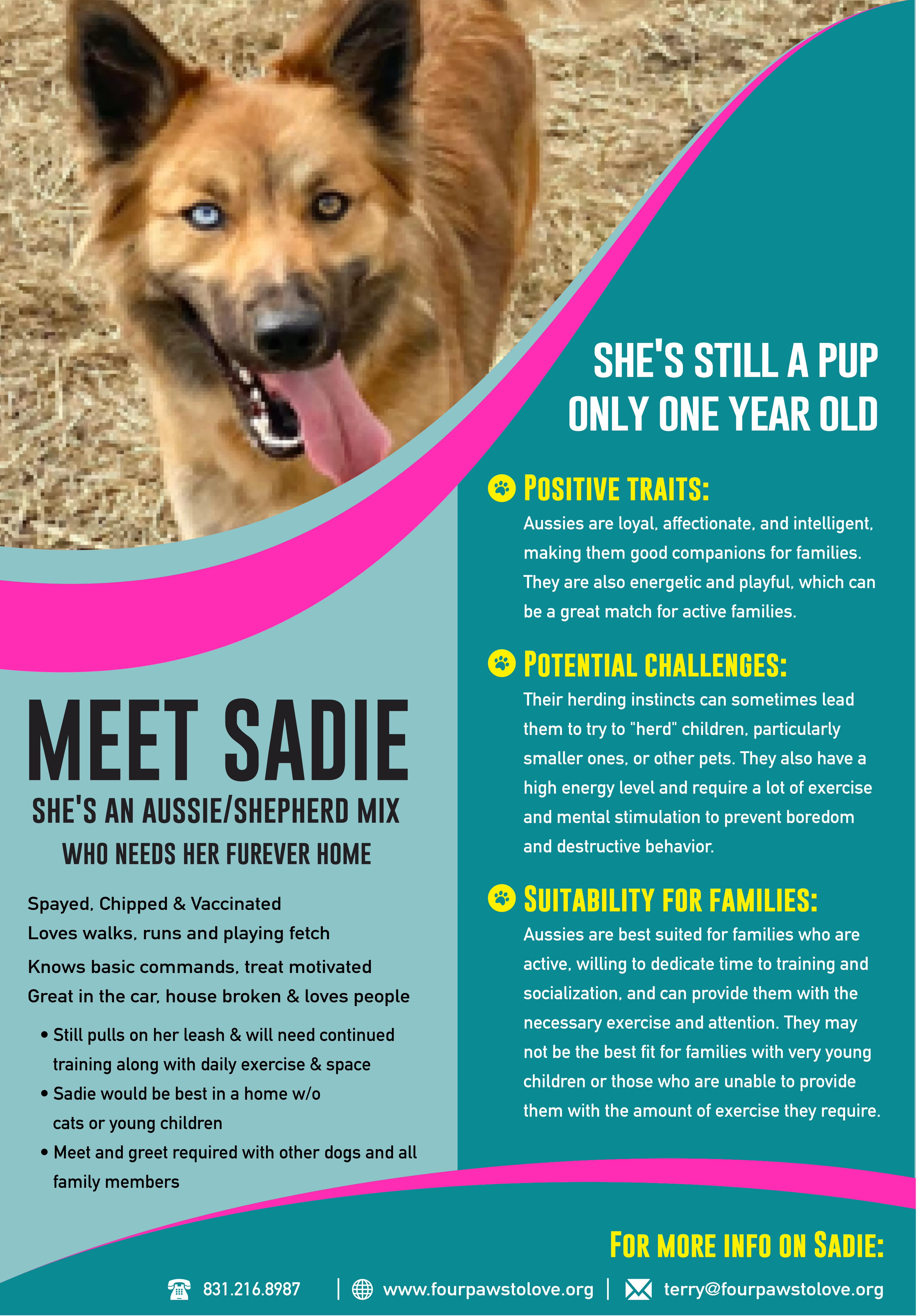 Sadie, a Adoption Pending mixed breed in Santa Cruz, CA image 2/2
