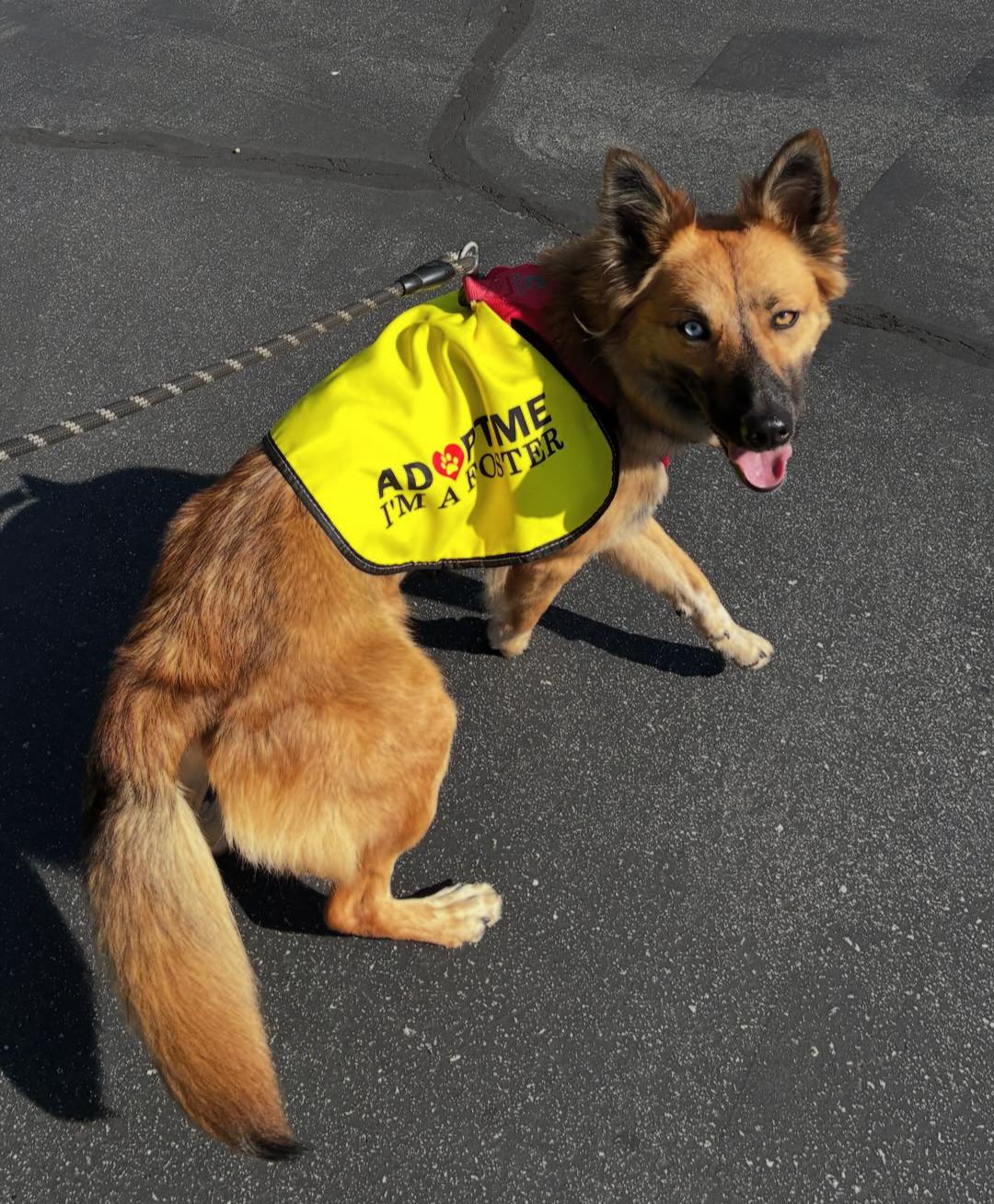 Sadie, a Adoption Pending mixed breed in Santa Cruz, CA image 1/2