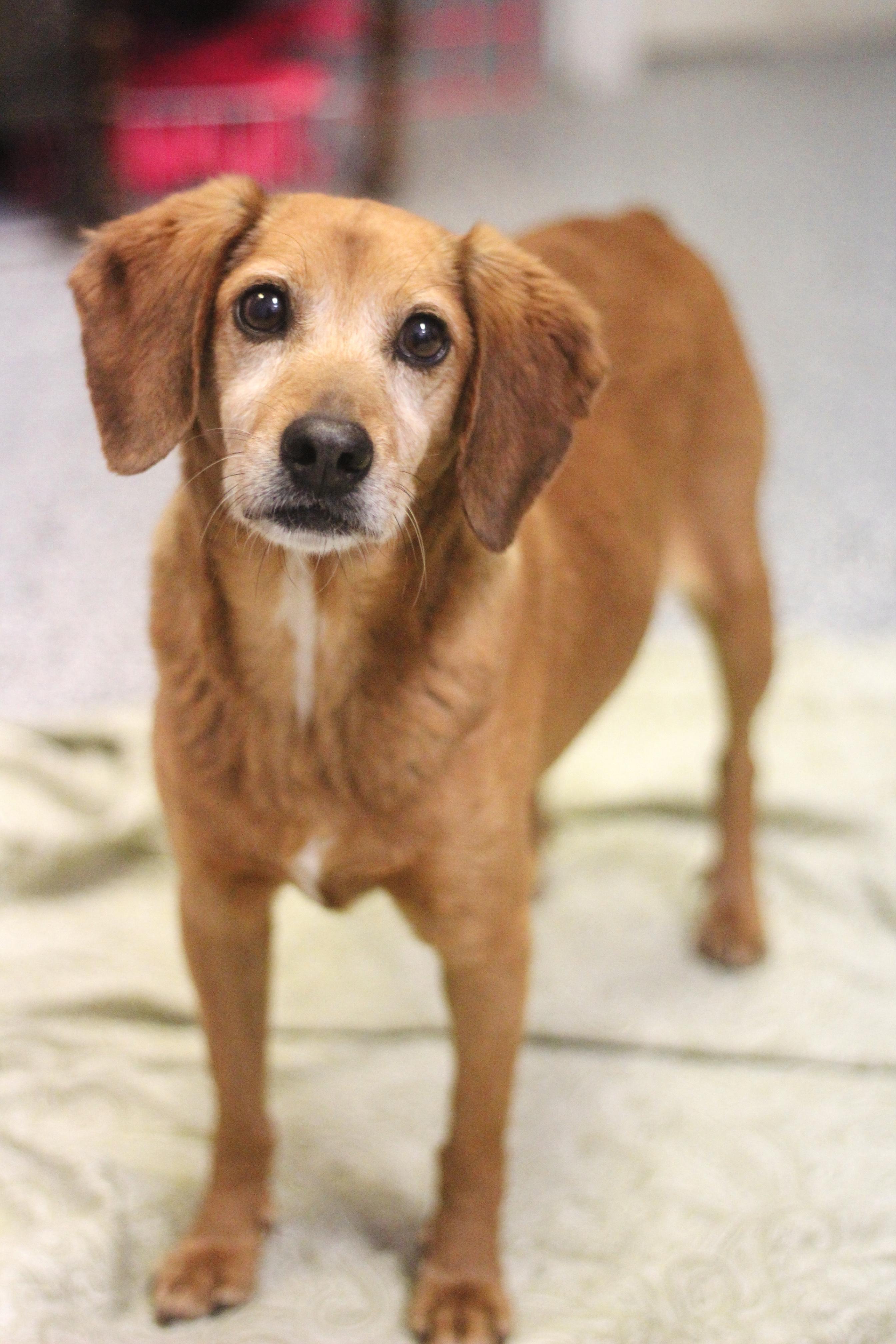 Waived Fee! Robby in NH! Come Meet our Adoptable Dogs Wed-Sat. More info in Bio!, ADOPTABLE, Adult Male Hound.