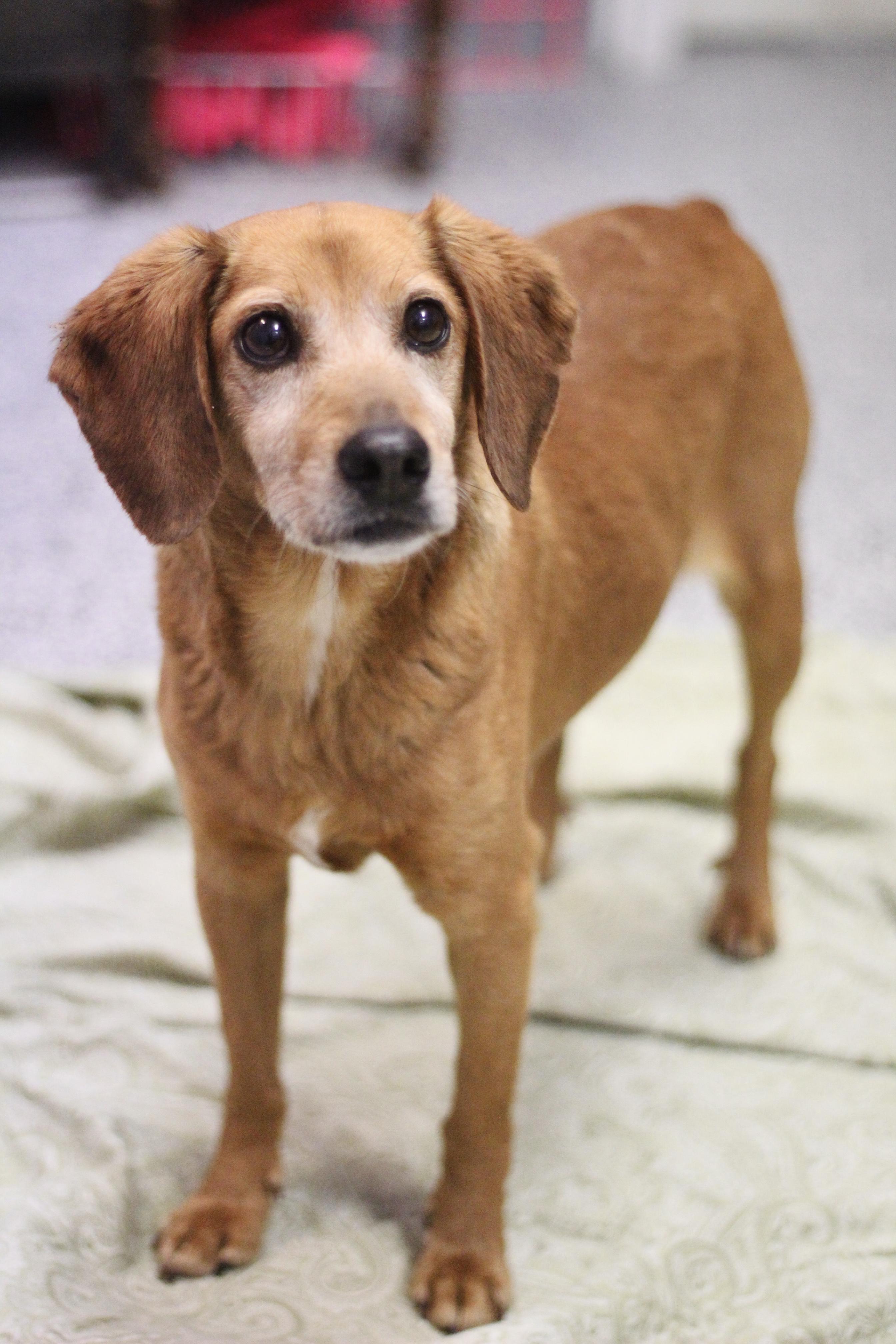 Enlarge Waived Fee! Robby in NH! Come Meet our Adoptable Dogs Wed-Sat. More info in Bio!, a ADOPTABLE mixed breed in Manchester, NH image 2/3