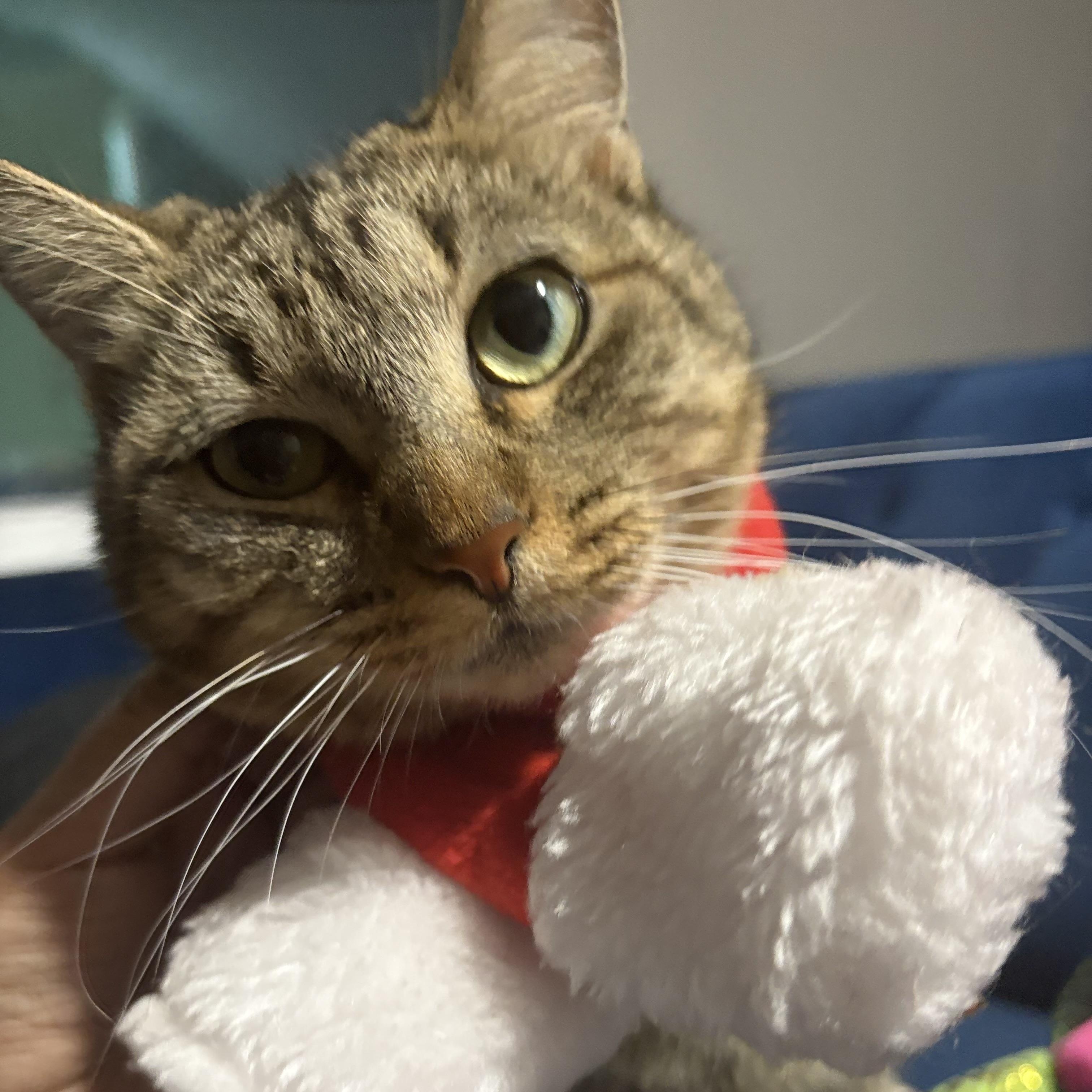 Ms. Meow Meow — thumbnail 2