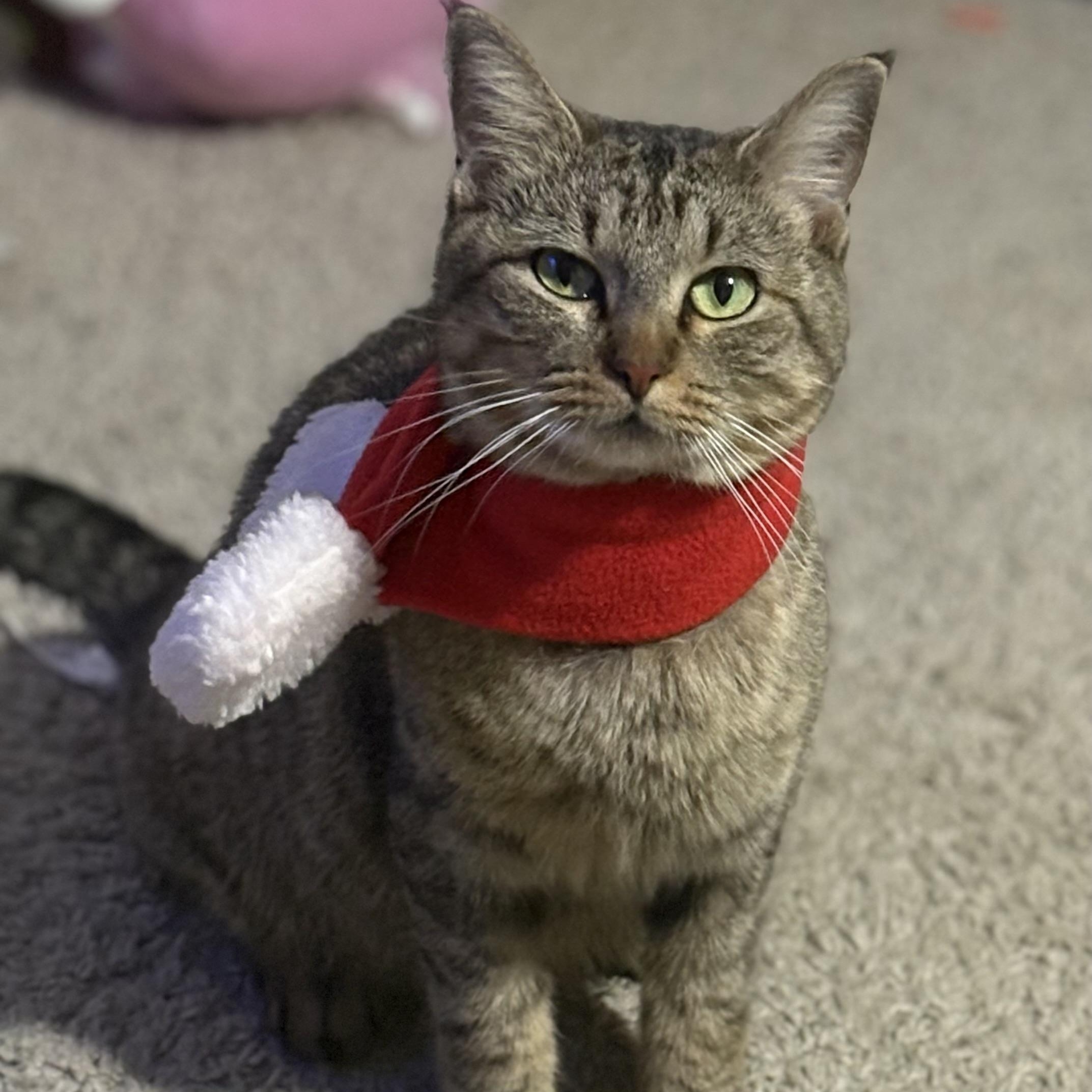 Ms. Meow Meow — thumbnail 3