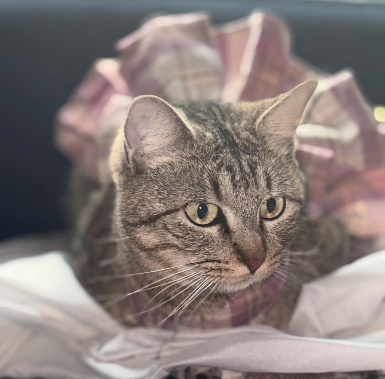 Ms. Meow Meow — thumbnail 4