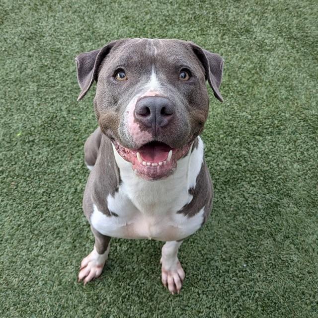 LAYLA, Adoptable, Adult Female Pit Bull Terrier.