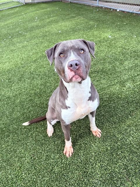 LAYLA, Adoptable, Adult Female Pit Bull Terrier.