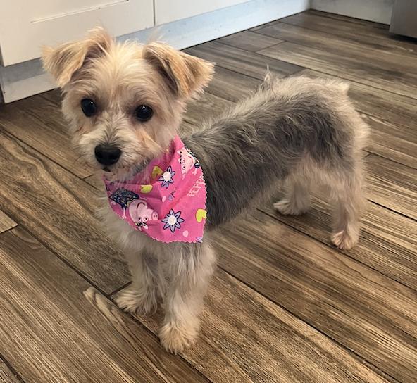 Pippa fka Piper, Adopted, Adult Female Yorkshire Terrier.