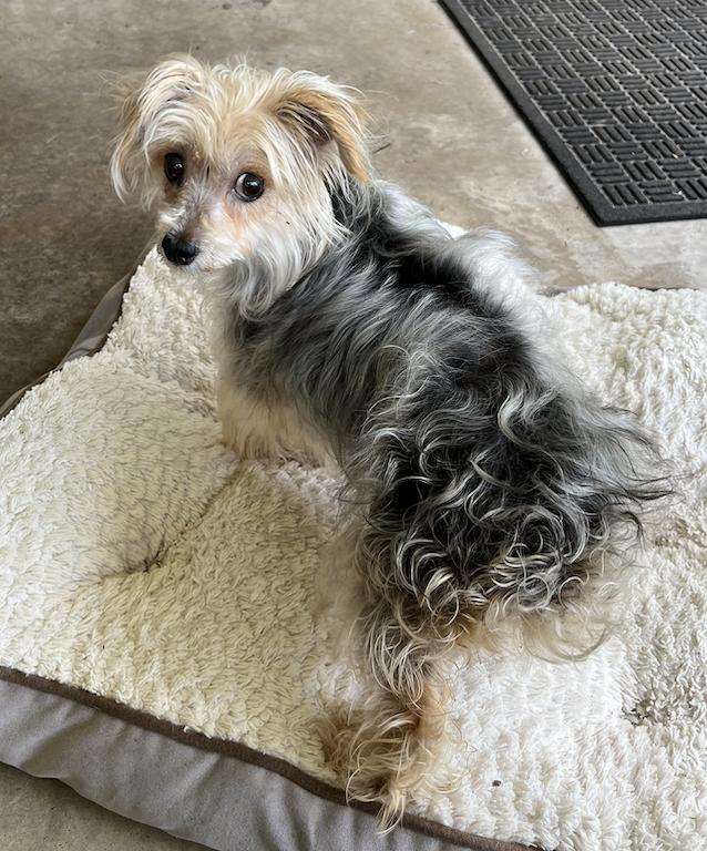 Enlarge Pippa fka Piper, a Adopted Yorkshire Terrier in Osteen, FL image 2/3