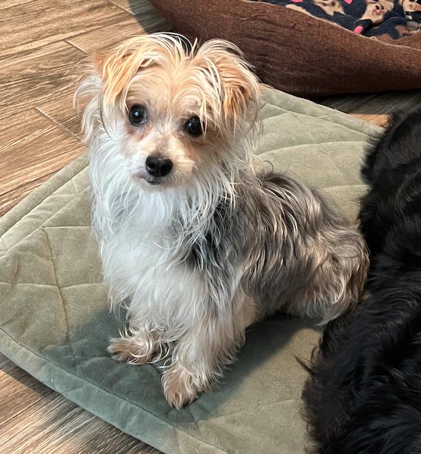 Enlarge Pippa fka Piper, a Adopted Yorkshire Terrier in Osteen, FL image 3/3