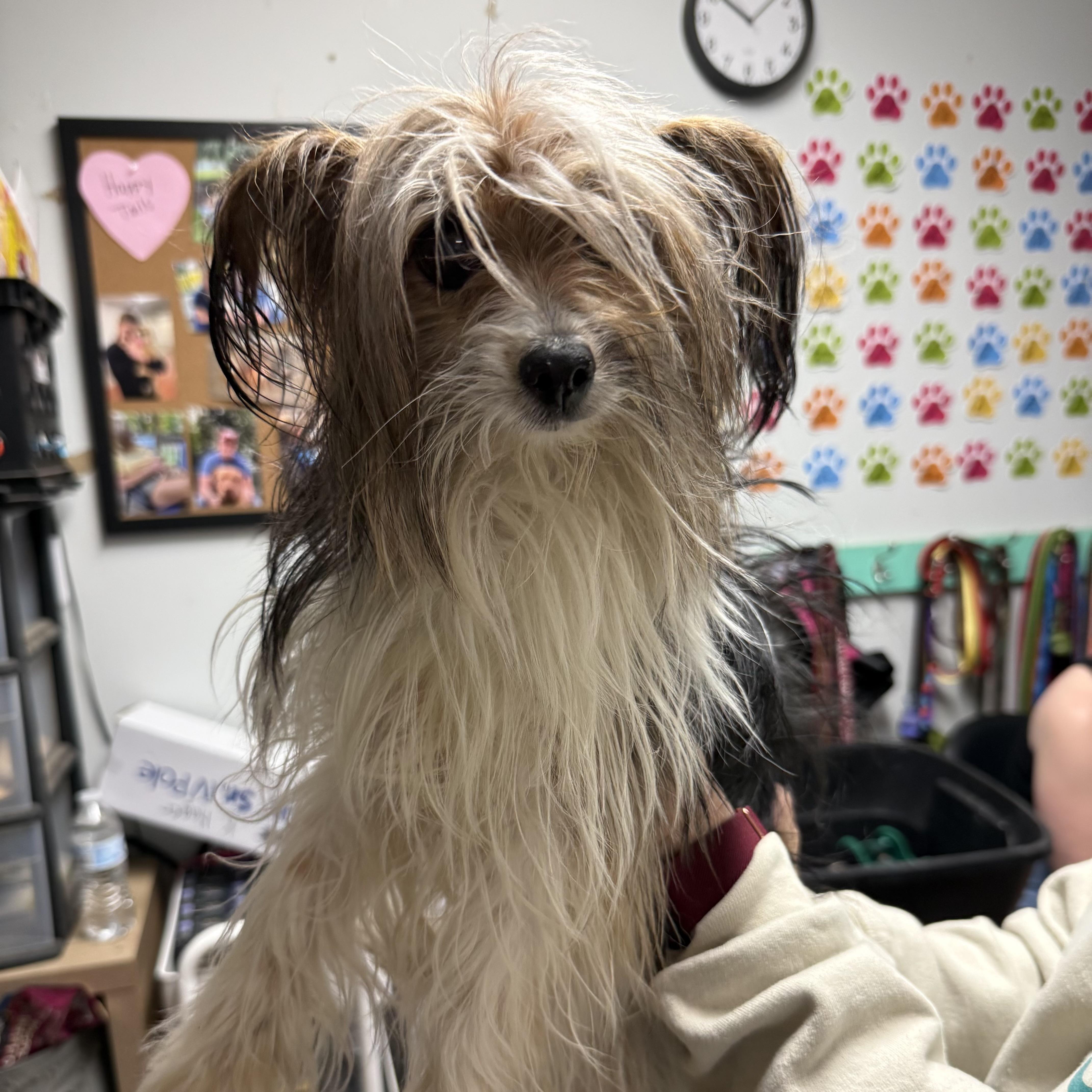 Sunny, an adopted Yorkshire Terrier in Thomaston , ME image 4/4