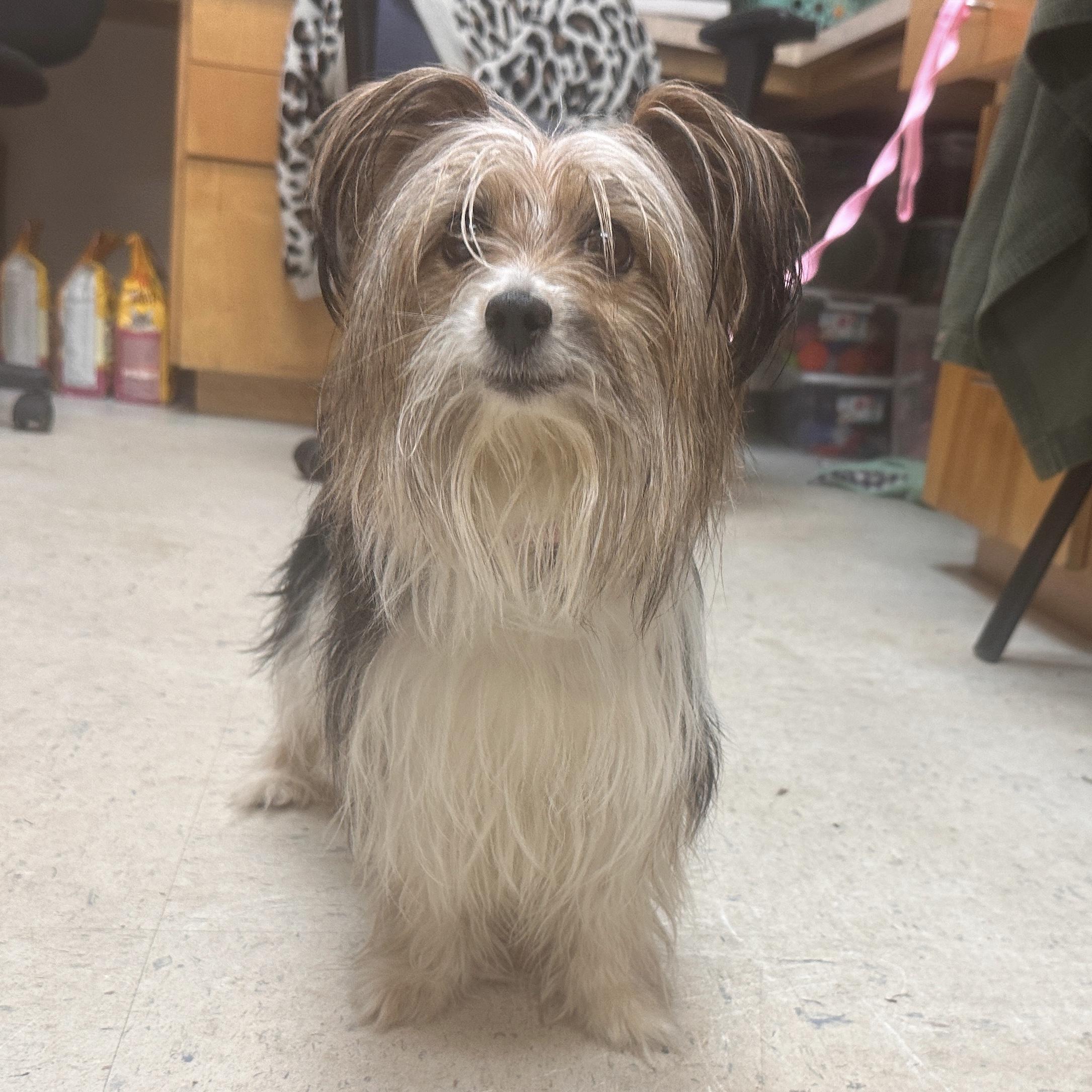 Sunny, an adopted Yorkshire Terrier in Thomaston , ME image 1/4