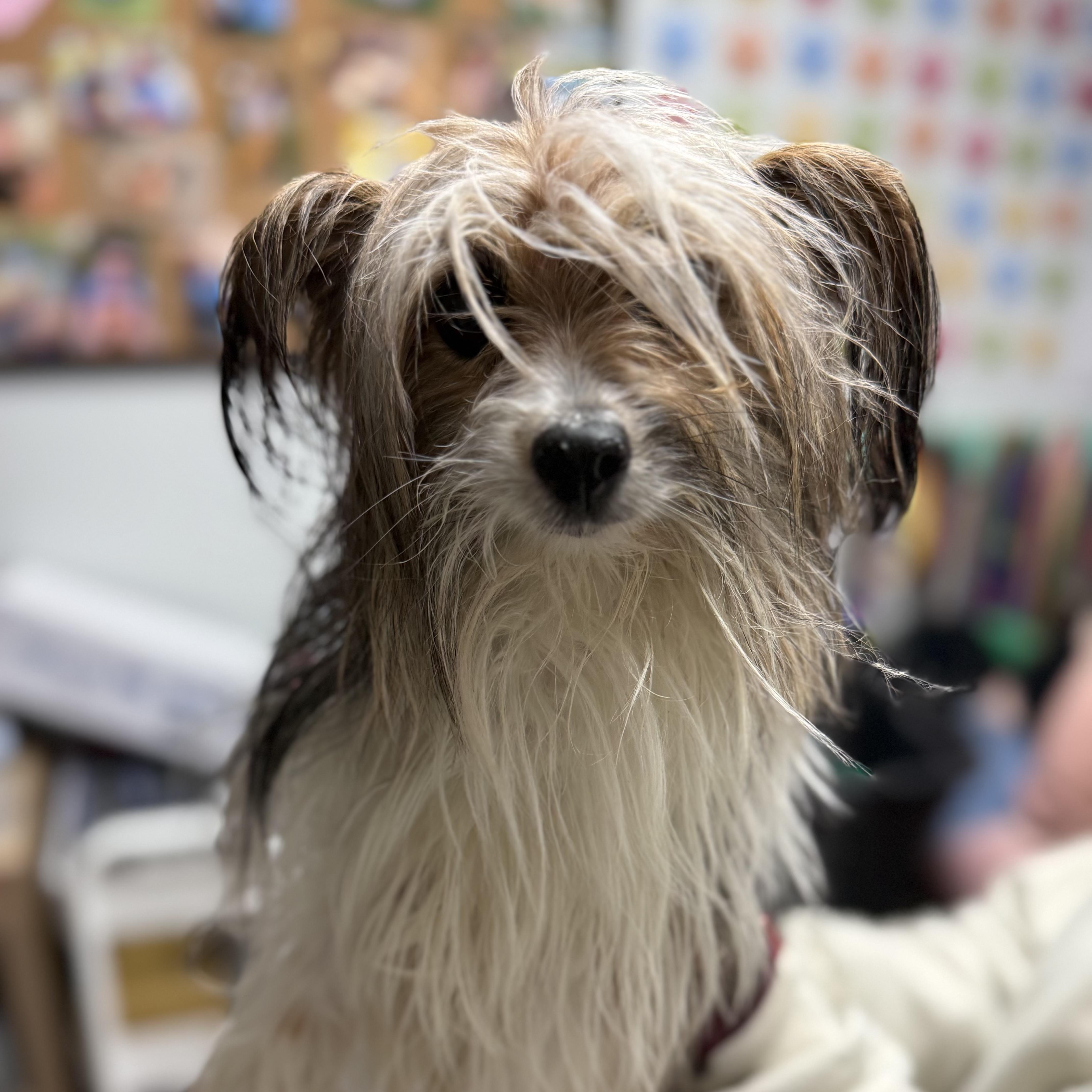 Sunny, an adopted Yorkshire Terrier in Thomaston , ME image 3/4