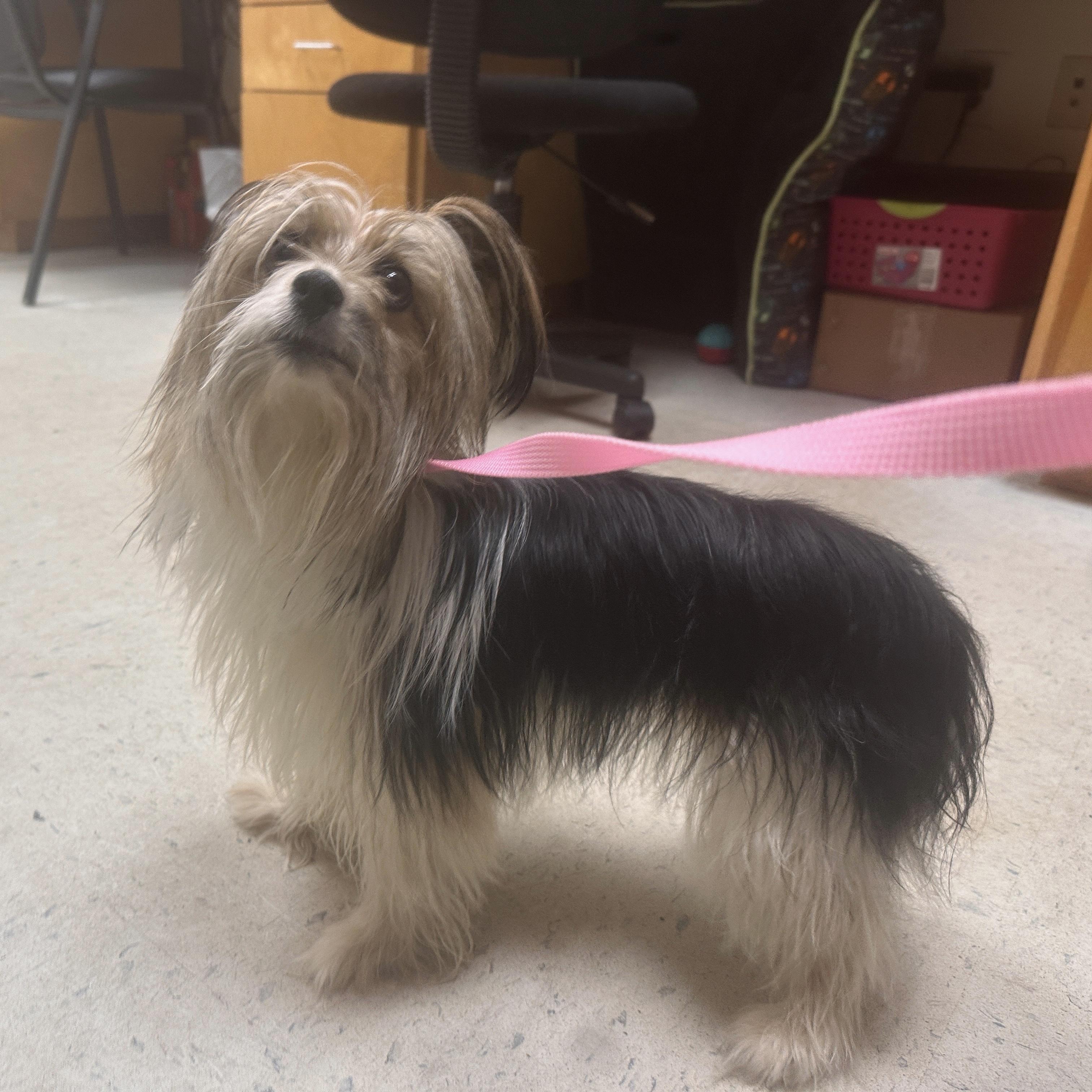 Sunny, an adopted Yorkshire Terrier in Thomaston , ME image 2/4
