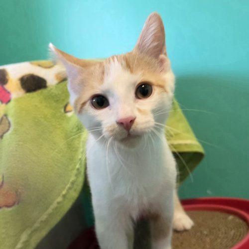 Koa, Adoptable, Kitten Male Domestic Short Hair.