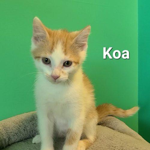 Enlarge Koa, a Adoptable Domestic Short Hair in Elizabeth, IL image 2/6