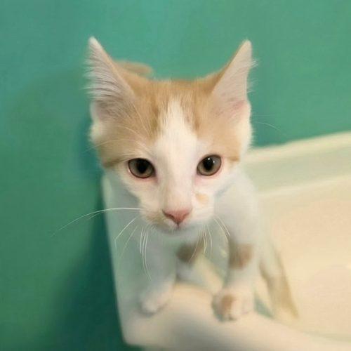 Enlarge Koa, a Adoptable Domestic Short Hair in Elizabeth, IL image 3/6