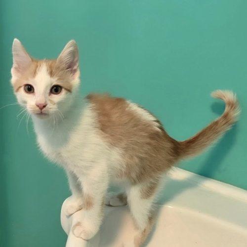 Enlarge Koa, a Adoptable Domestic Short Hair in Elizabeth, IL image 5/6