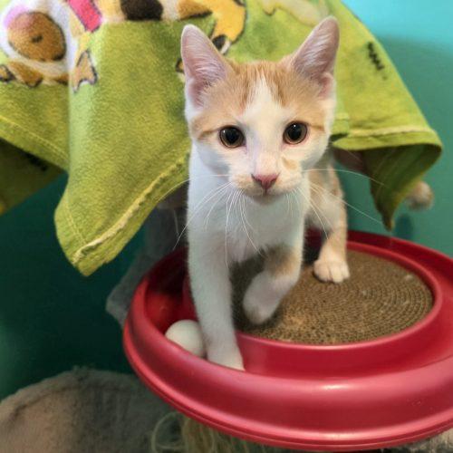 Enlarge Koa, a Adoptable Domestic Short Hair in Elizabeth, IL image 6/6