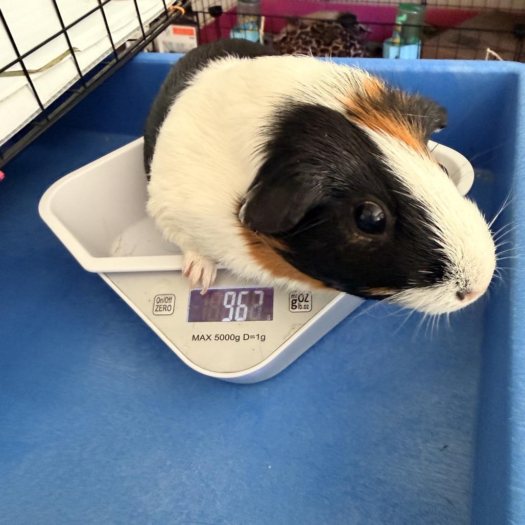 Penny (Bonded with Kiara), adopted, Adult Female Short-Haired.