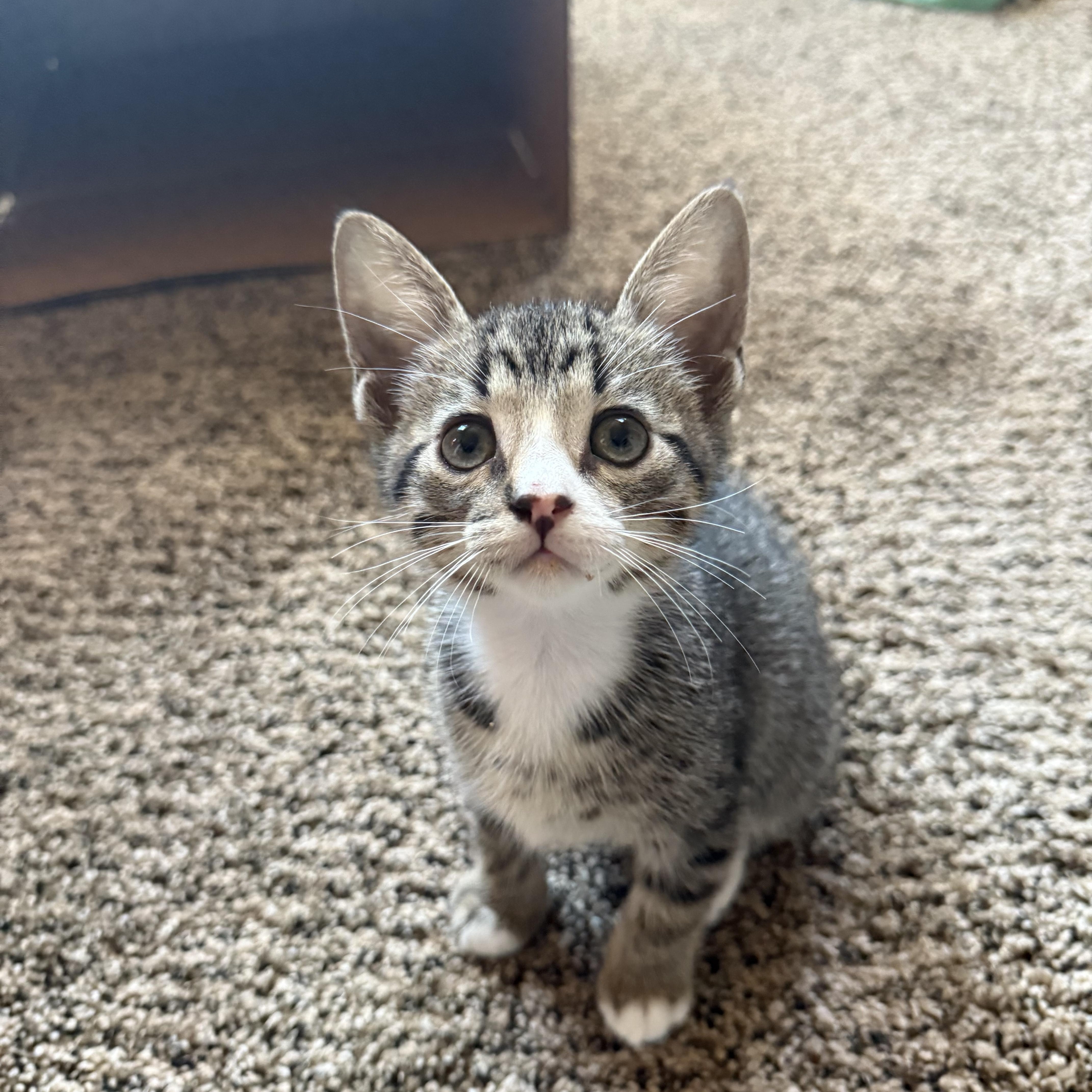 Delphi, a Adoptable Domestic Short Hair in San Diego, CA image 1/3