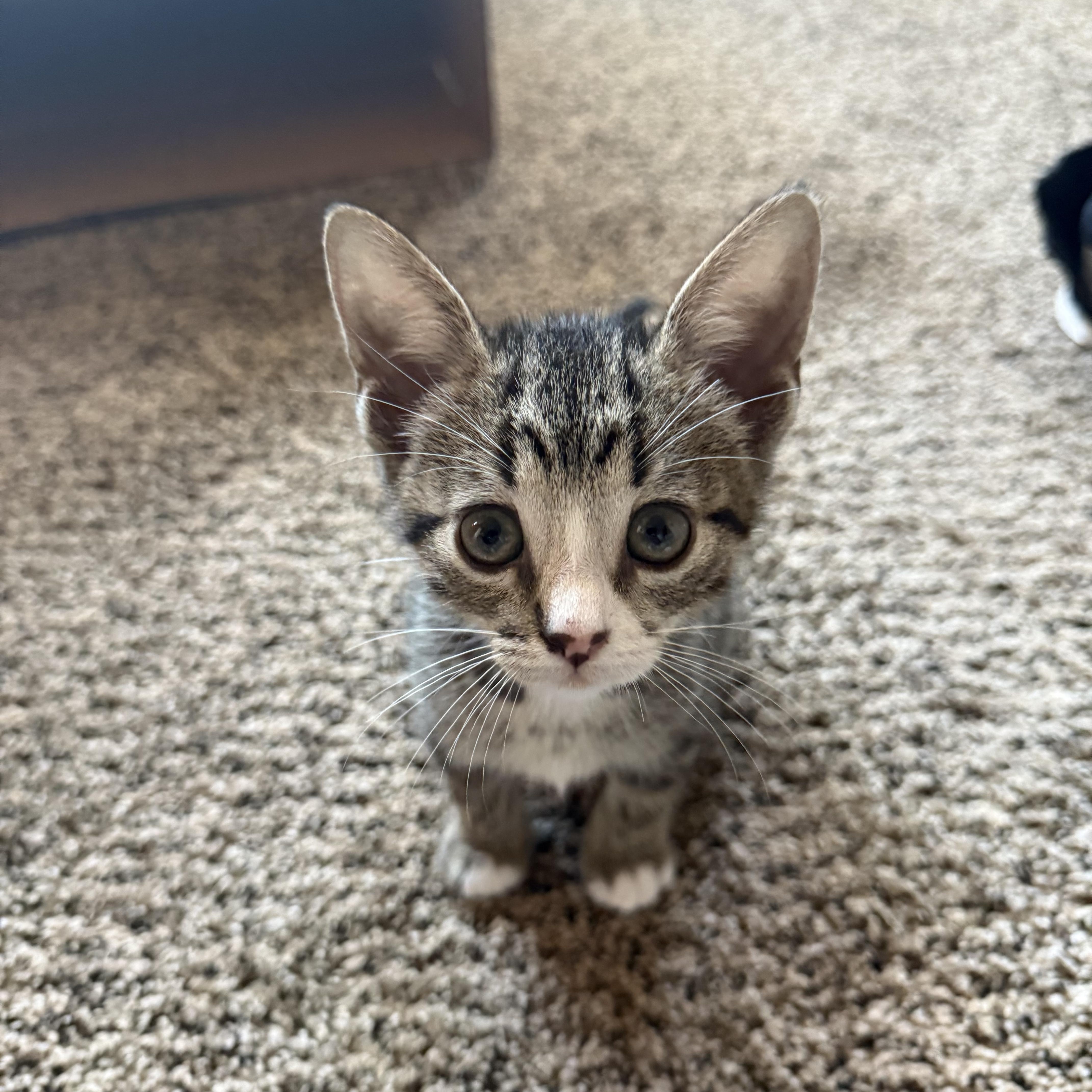 Delphi, a Adoptable Domestic Short Hair in San Diego, CA image 2/3