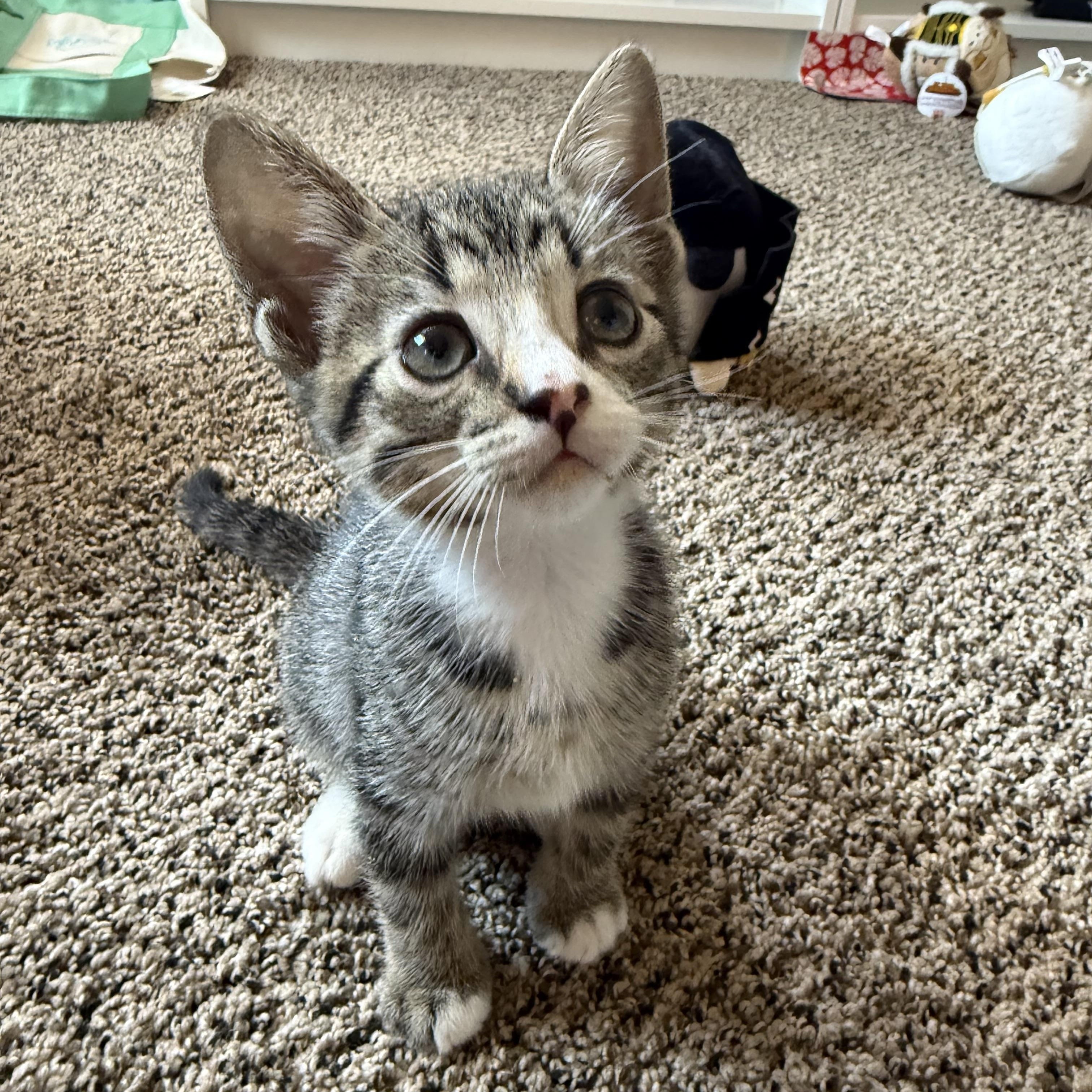 Delphi, a Adoptable Domestic Short Hair in San Diego, CA image 3/3