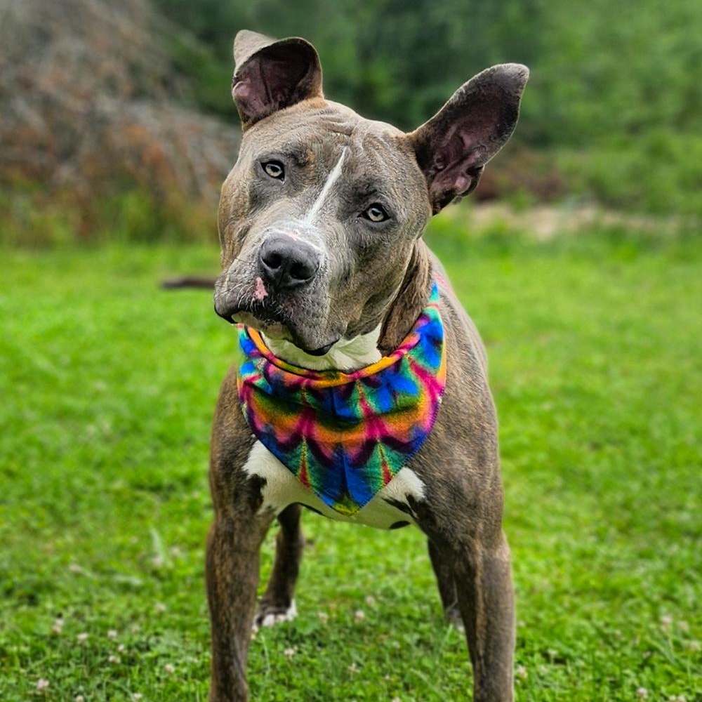 Ralph, an adoptable Mixed Breed in Grayling, MI, 49738 | Photo Image 3
