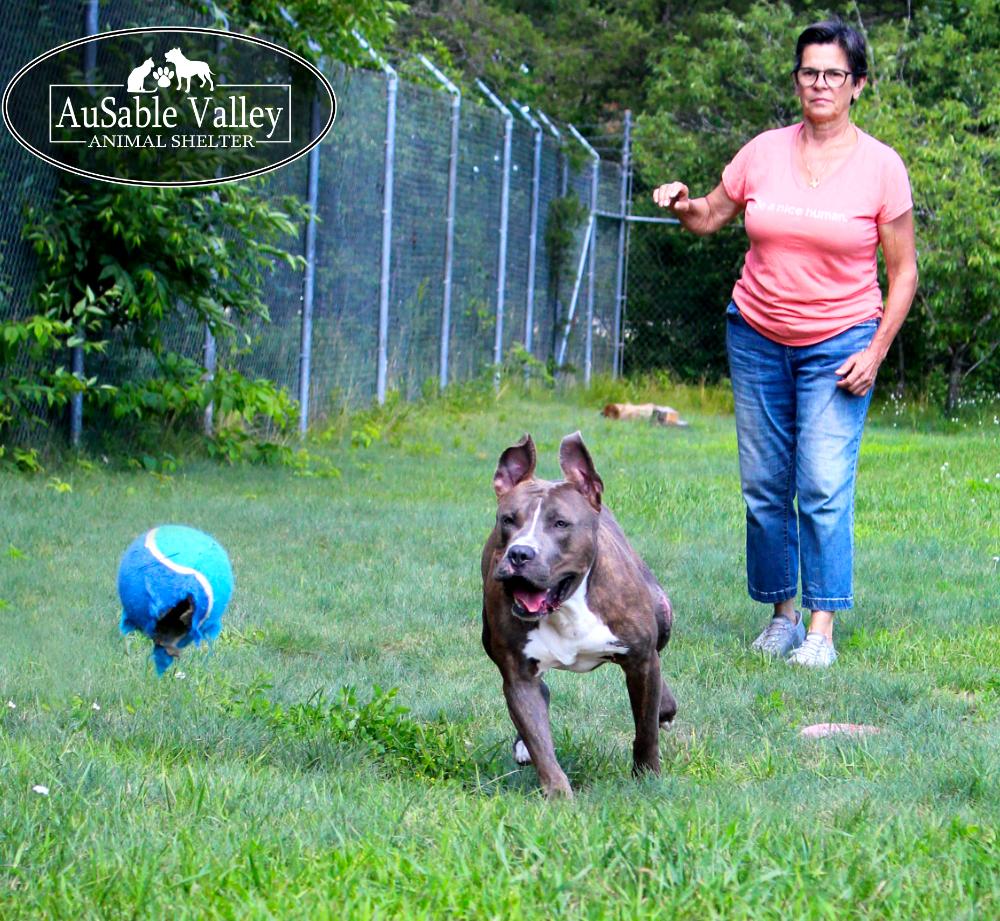 Ralph, an adoptable Mixed Breed in Grayling, MI, 49738 | Photo Image 5