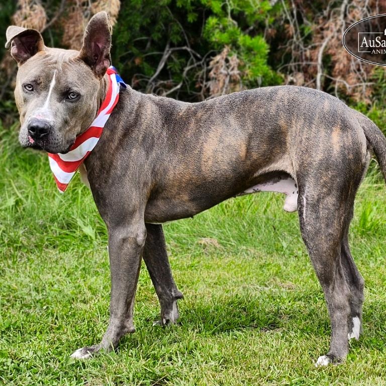 Ralph, an adoptable Mixed Breed in Grayling, MI, 49738 | Photo Image 2