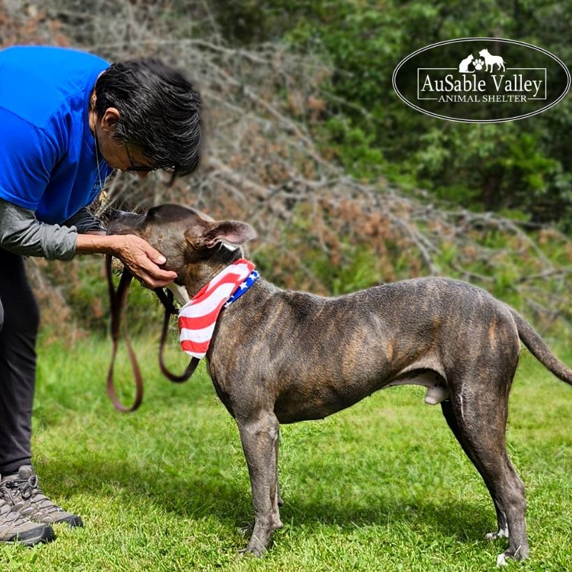 Ralph, an adoptable Mixed Breed in Grayling, MI, 49738 | Photo Image 6