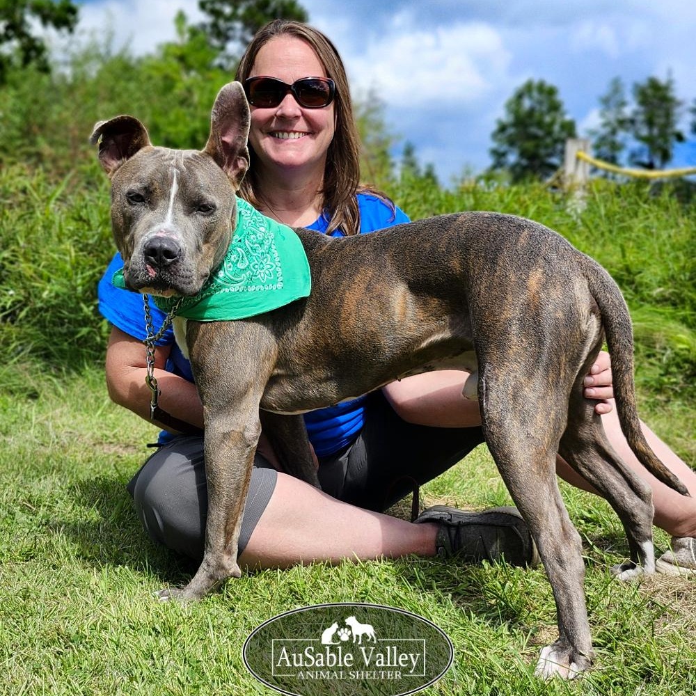 Ralph, an adoptable Mixed Breed in Grayling, MI, 49738 | Photo Image 1
