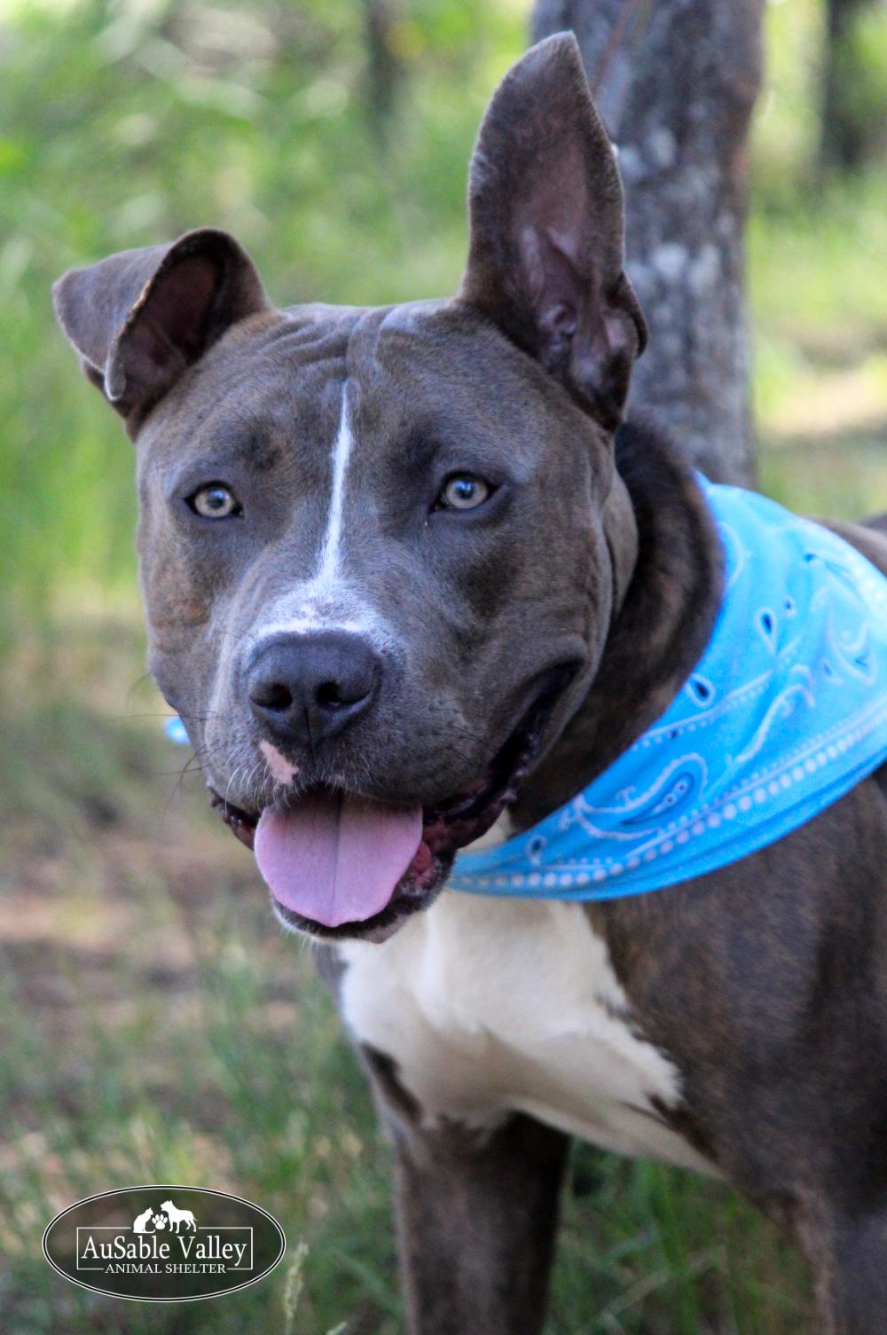 Ralph, an adoptable Mixed Breed in Grayling, MI, 49738 | Photo Image 3