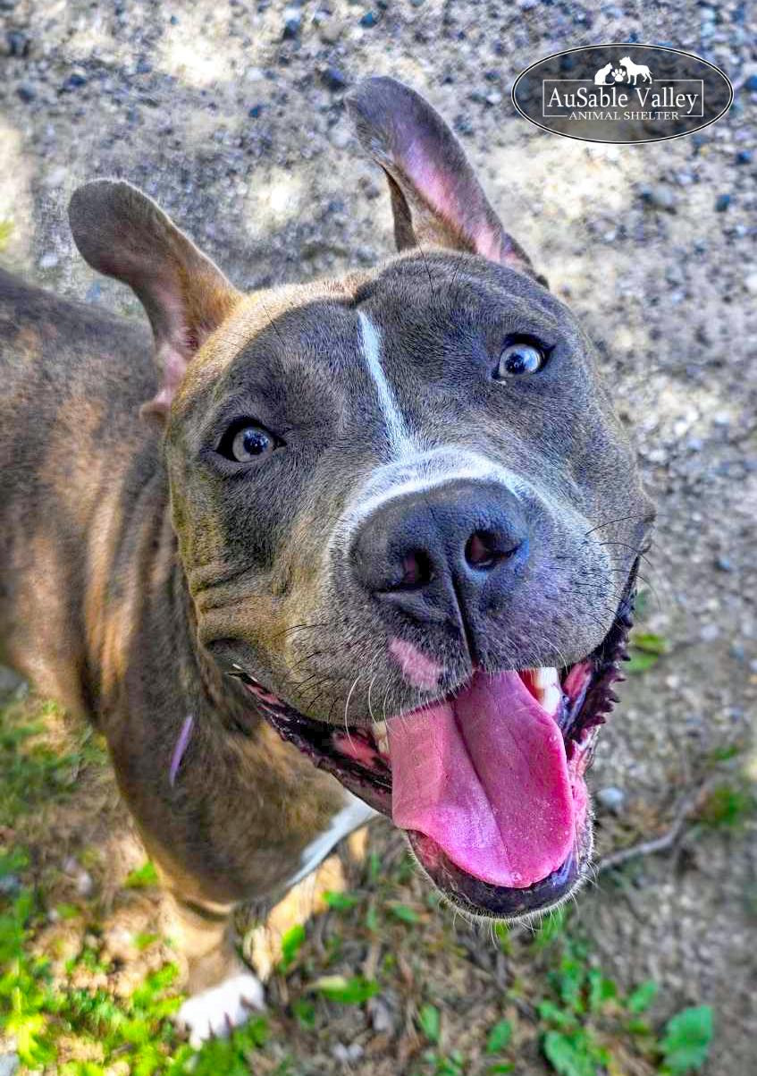 Ralph, an adoptable Mixed Breed in Grayling, MI, 49738 | Photo Image 2