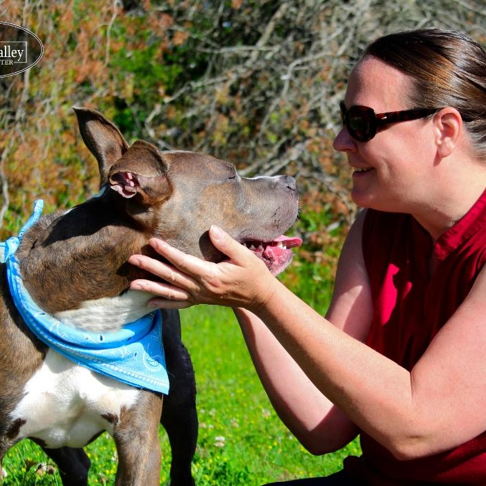Ralph, an adoptable Mixed Breed in Grayling, MI, 49738 | Photo Image 4