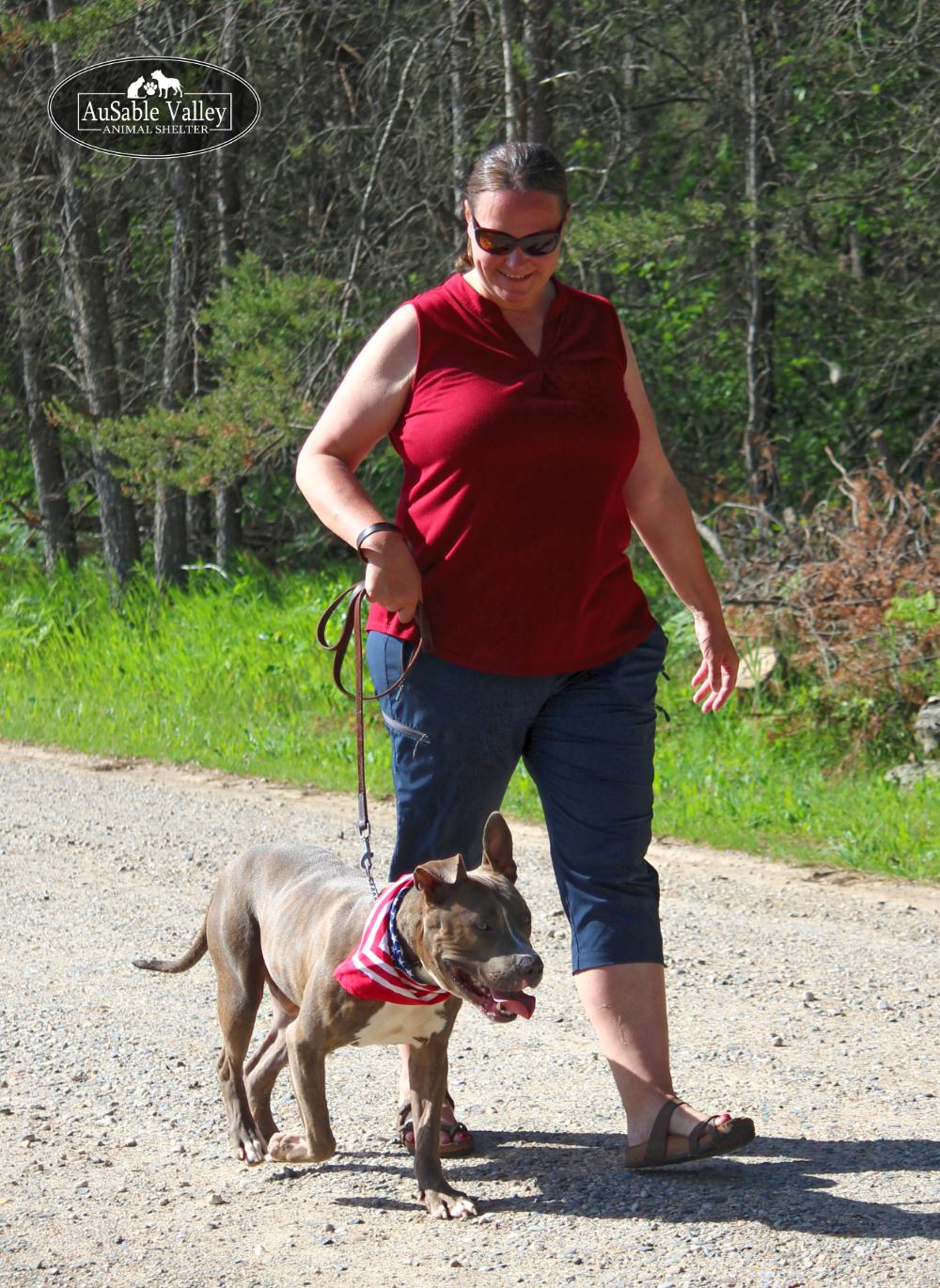 Ralph, an adoptable Mixed Breed in Grayling, MI, 49738 | Photo Image 5