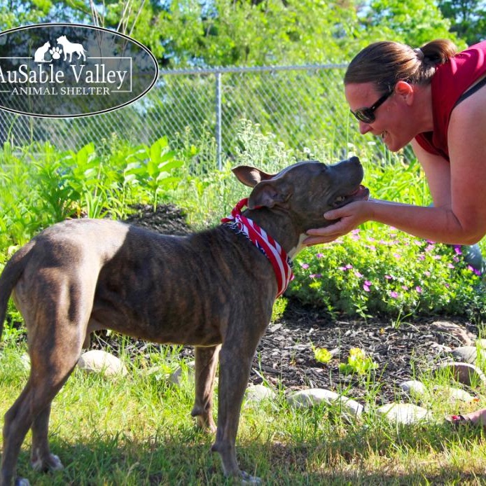Ralph, an adoptable Mixed Breed in Grayling, MI, 49738 | Photo Image 6