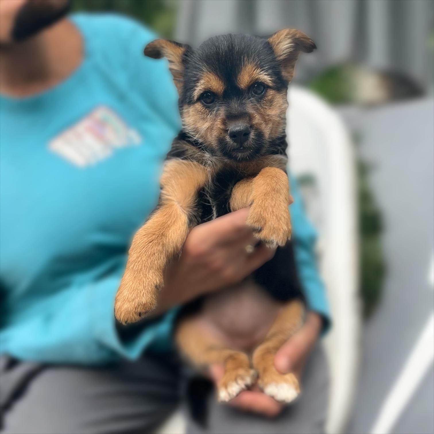 Enlarge Cindy, a Adoptable mixed breed in Hillsborough, NJ image 1/1