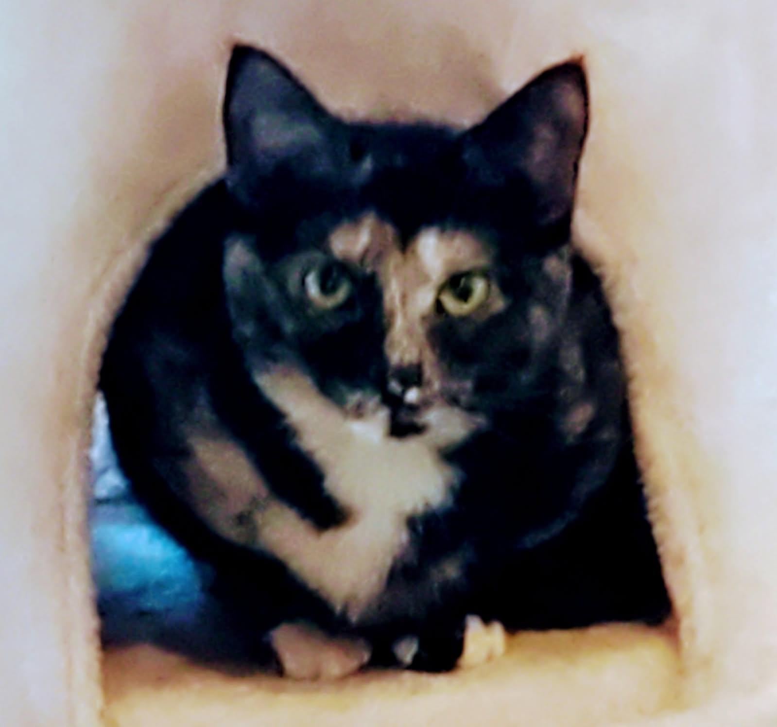 Enlarge Haley, a Adoptable Domestic Short Hair in Landenberg, PA image 1/2