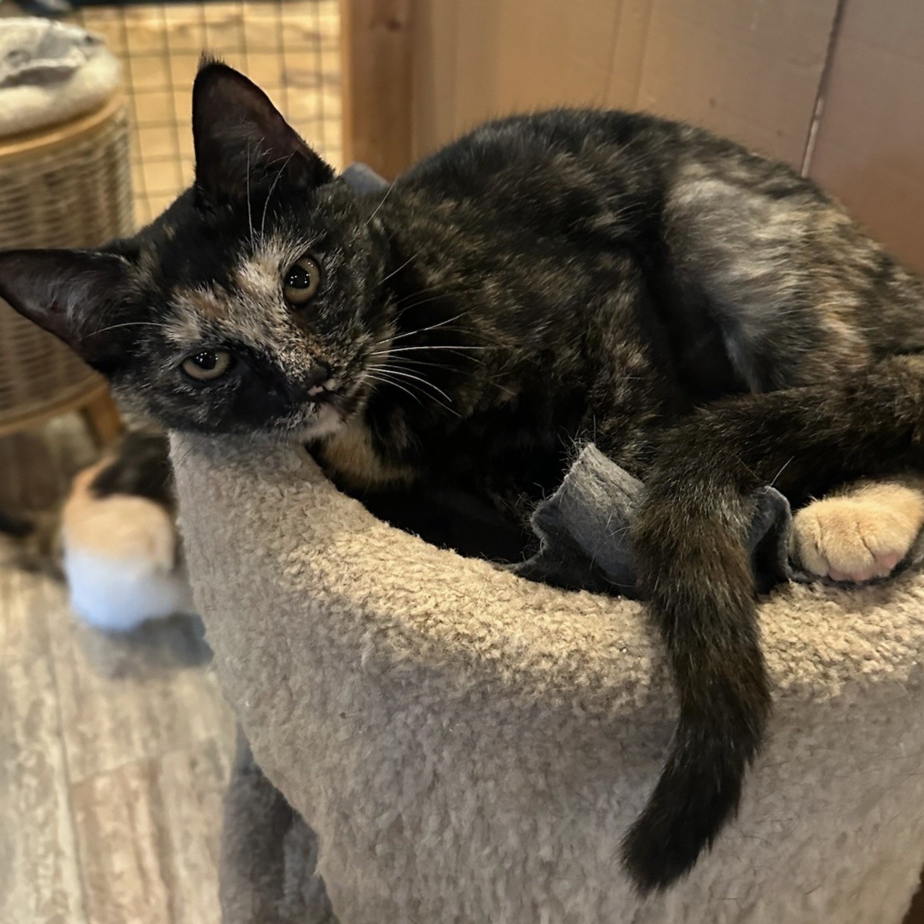 Enlarge Haley, a Adoptable Domestic Short Hair in Landenberg, PA image 2/2