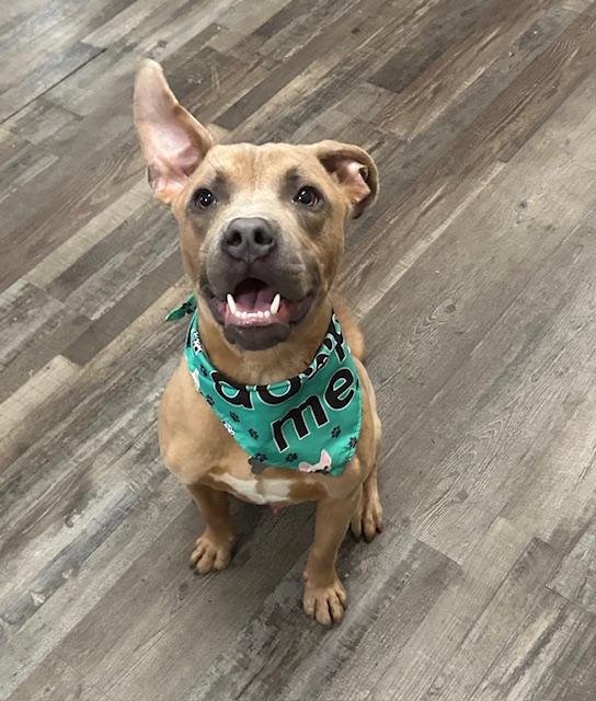 Scooby Doo — thumbnail 2