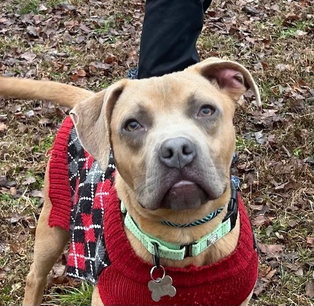 Scooby Doo — thumbnail 3