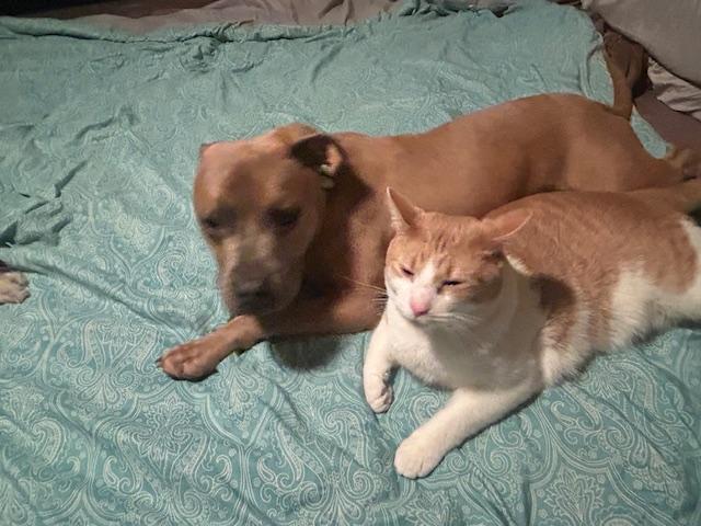 Scooby Doo — thumbnail 4