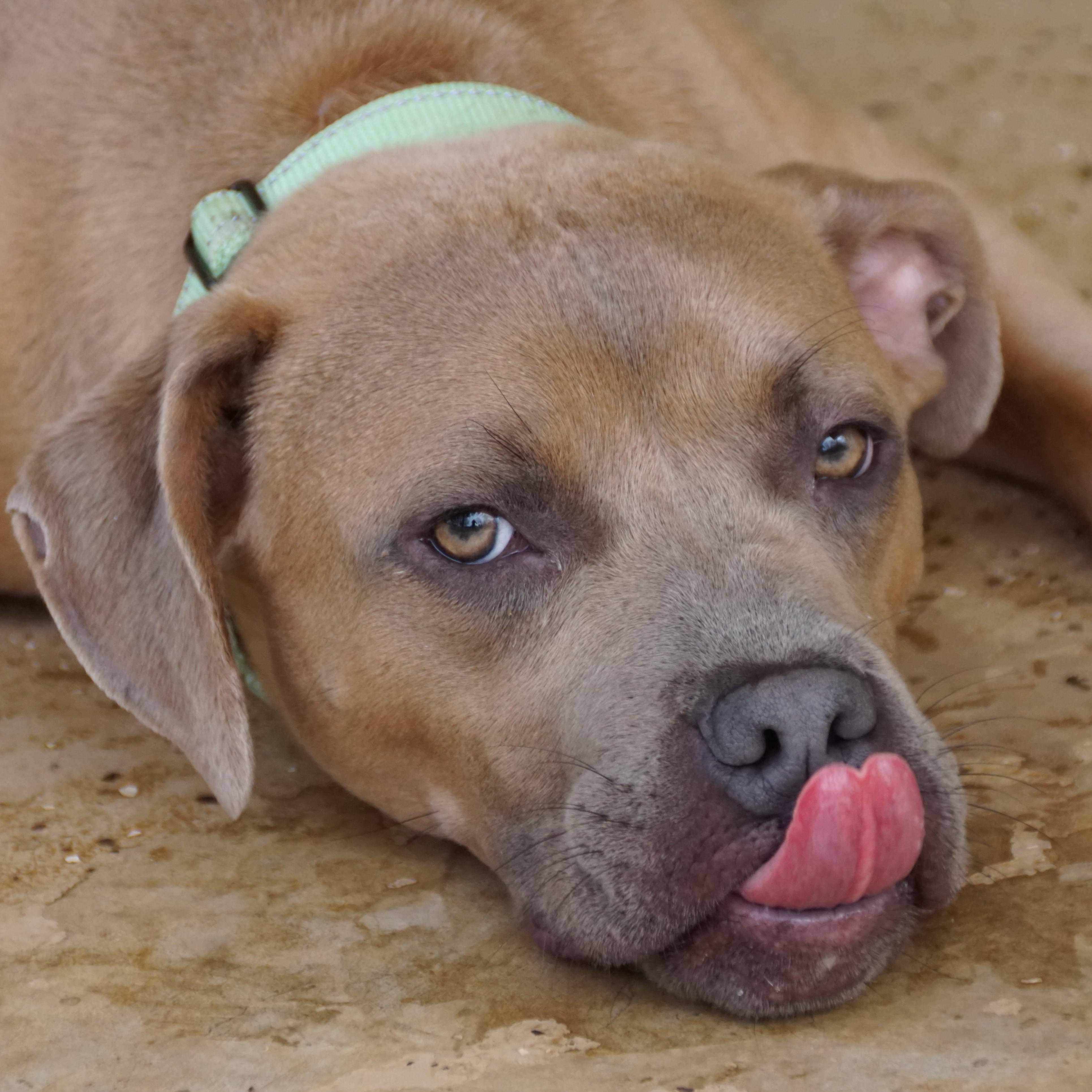 Scooby Doo — thumbnail 5