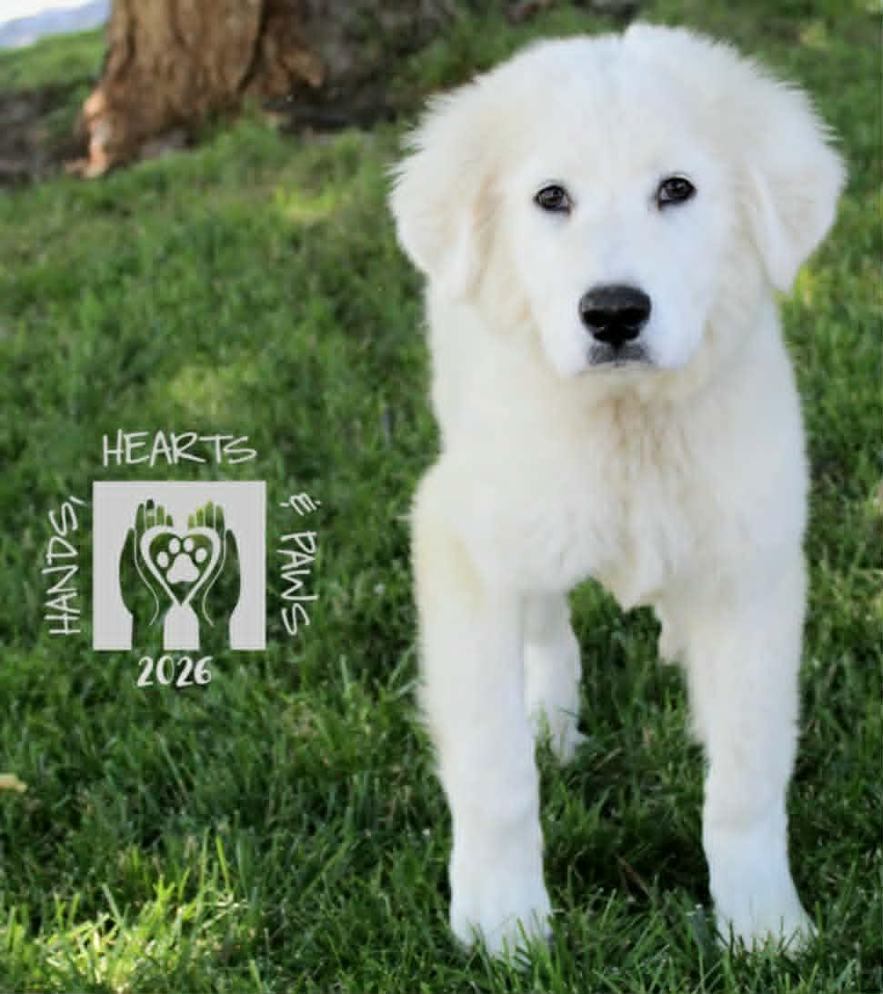 Drops of Jupiter, a ADOPTABLE Great Pyrenees in Omaha, NE image 2/2