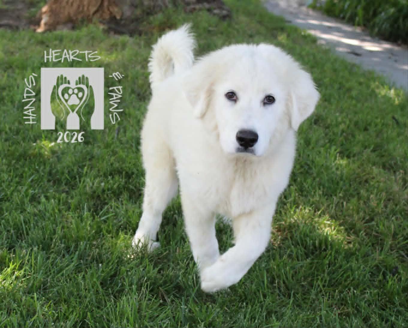 Drops of Jupiter, a ADOPTABLE Great Pyrenees in Omaha, NE image 1/2