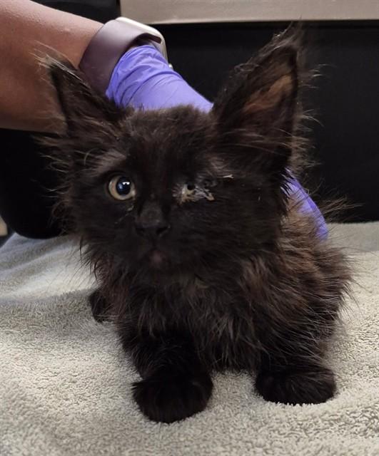 MAGNUS, Adoptable, Kitten Male Domestic Long Hair.