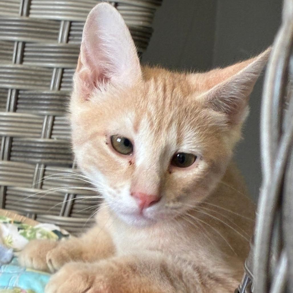 Enlarge Alfalfa, a Adoptable Domestic Short Hair in Ponca City, OK image 1/3
