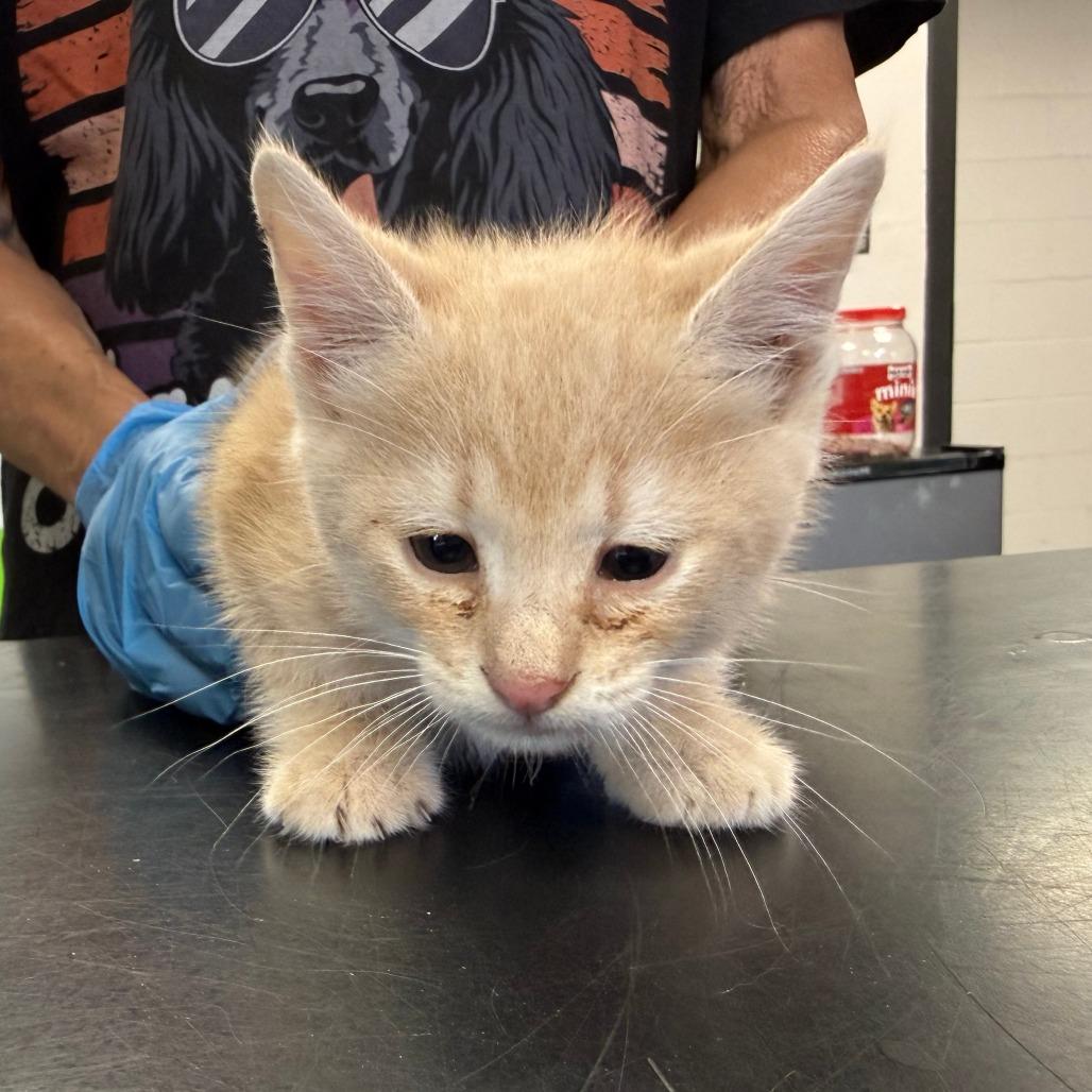Alfalfa, Adoptable, Kitten Male Domestic Short Hair.