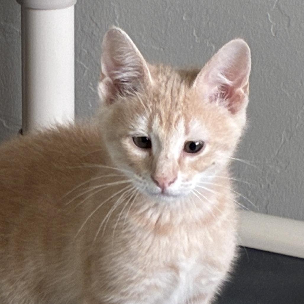 Alfalfa, a Adoptable Domestic Short Hair in Ponca City, OK image 2/2