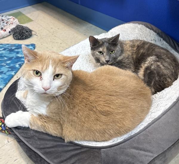 Enlarge Cheddar, a Adoptable mixed breed in Sioux City, IA image 1/4